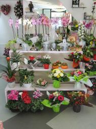 Mura Flore, Fleuriste dans le Cantal